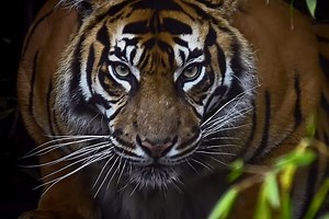 Habitat loss drives deadly conflict in Indonesia's tiger country