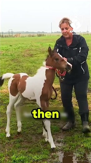 This Baby Horse Couldn’t Wait to See Her Mom Again ❤️ #horse