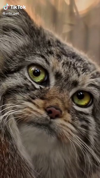 wdz-pet on TikTok