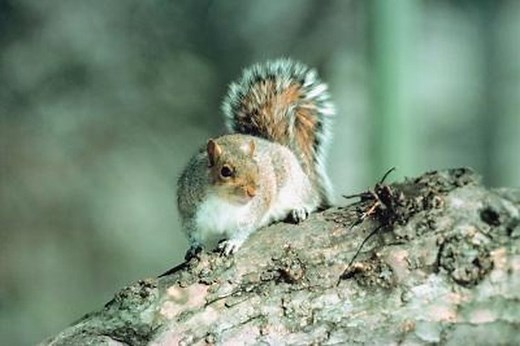 The Average Life Span of a Grey Squirrel
