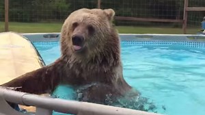 Baby bear cools off in swimming pool
