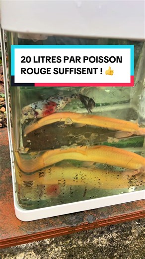 Conditions à éviter pour le bien-être des poissons rouges