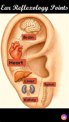 Natural Remedies Wellness Tips on Instagram: "Massage these ear reflexology points for just 5 minutes a day and support your body’s natural healing system. Simple. Natural. Effective. Save this for your daily wellness routine 👂✨ #EarReflexology #NaturalWellness #HolisticHealth #WellnessTips #StressRelief #MindBodyBalance #AlternativeHealing #SelfCareRoutine #HealthyLifestyle #NervousSystemSupport #WellnessUSA #HolisticLiving #NaturalHealing #DailyWellness #HealthEducation"