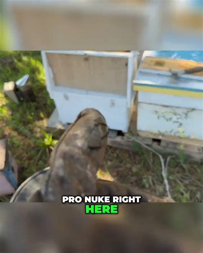 Bee Transfer: Observation Hive to Pro Nuc #shorts