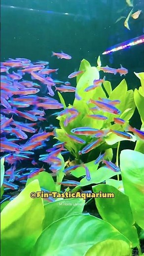 Exotic Tetra Fish Video 🌟 | Stunning Schooling Fish for Aquariums