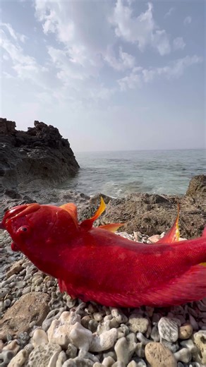 Catch and Cook: Experience Red Sea Fishing