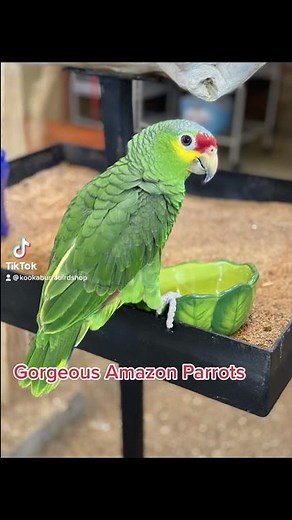 Yellow Naped, Red Lored, & Double Yellow Headed Amazon Parrots 🦜