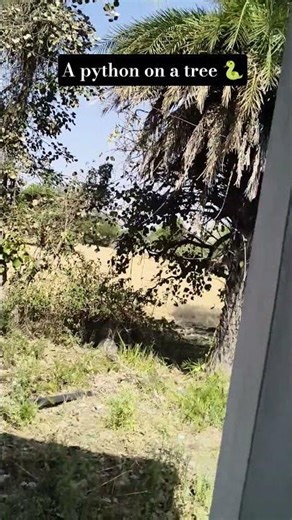 A python on a tree 🐍 #atlantis #viralshorts #python #shortsfeed #dangerous