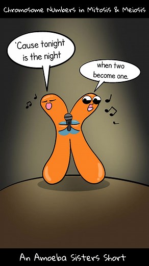 Understanding Chromosome Numbers in Mitosis and Meiosis