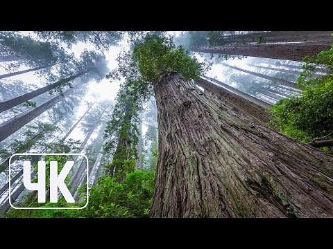 Nature Wallpapers Slideshow - 4K UHD Wallpaper Pack - Giant Redwoods - Set #1