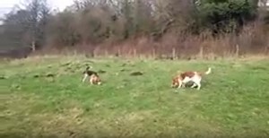 These Adorable Pups Absolutely Enjoy Investigating New Areas And We Ca
