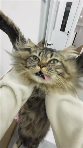 What Really Changes After Your Cat Gets Neutered? 🐱 #cat #out-of-pocket #out-of-pocket #pets #pet...