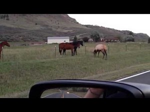 Elk vs horse encounter