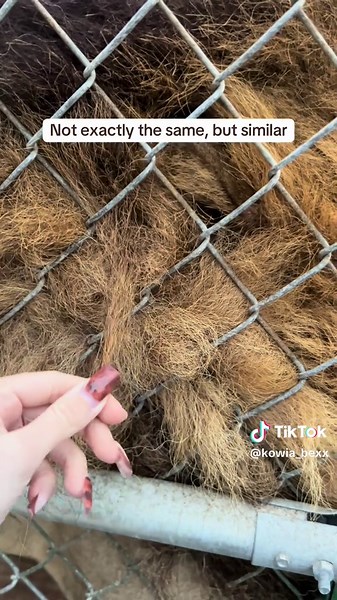 Exploring the Unique Texture of a Lion's Mane