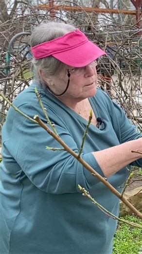 1.1K views | Learn effective pruning techniques to promote stronger growth in your trees. Discover how to properly trim branches and remove damaged or crossing branches. Maximize your tree's production and ensure its health for years to come. #TreePruning #GardeningTips #TreeCare #StrongTreeGrowth #HealthyTrees #PruningTechniques #TreeMaintenance #GardenTips #LandscapeMaintenance #TreeHealth | The Arbor Gate | Facebook