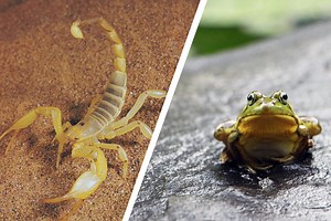 The Scorpion And The Frog Story? Everything You Need To Know About The Fable