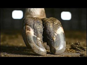 Extreme Hoof Trimming 😱 – Fixing Overgrown Cow Hooves After Years of Neglect!