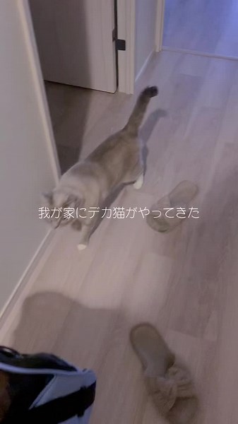 ベトナム人の猫を預かった記録