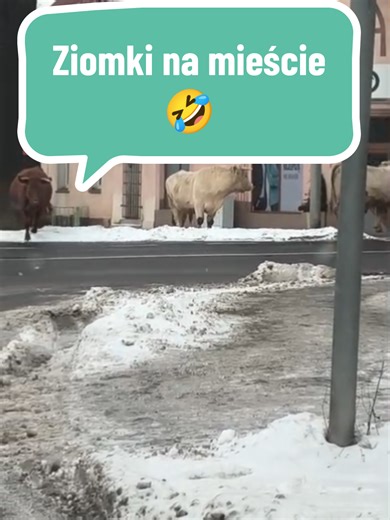 Królowe szukają Trzech Króli w Nowej Rudzie