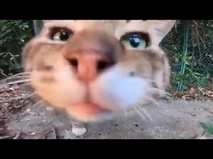 cat meows backwards (999x + slowed)