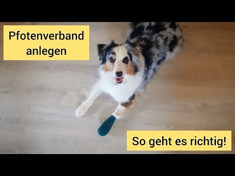 Pfotenverband beim Hund anlegen | So geht ein Verband an der Pfote deines Hundes