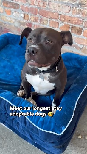 Meet our longest stay adoptable dogs! These loyal and loving pups have been patiently waiting for their forever homes. Each one has a unique personality and a heart full of love to give. If you’re looking for a faithful companion, check out these amazing dogs at carenorthshore.org. Let’s find them the loving families they deserve! 🐾 #adoptdontshop #rescuedogsrock❤️🏡 | Community Animal Rescue Effort - CARE