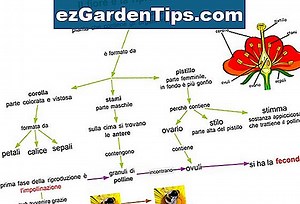 Vantaggi della riproduzione asessuata nelle piante 🌱 Consigli Giardinieri - It.ezGardenTips.com