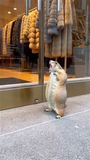 Prairie Dog in Protest