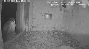 117K views · 3.5K reactions | Halcón en su nido sufriendo los efectos...