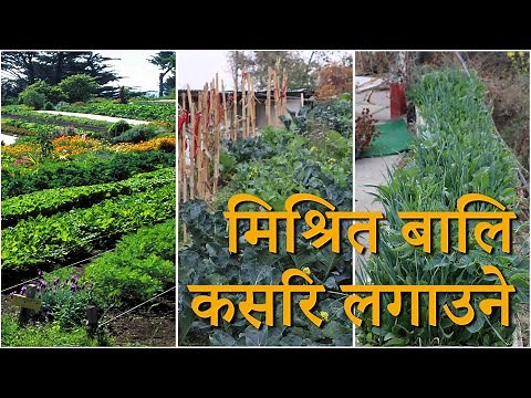 Sustainable farming methods: Mixed cropping: Increase production in organic farming [English subs]