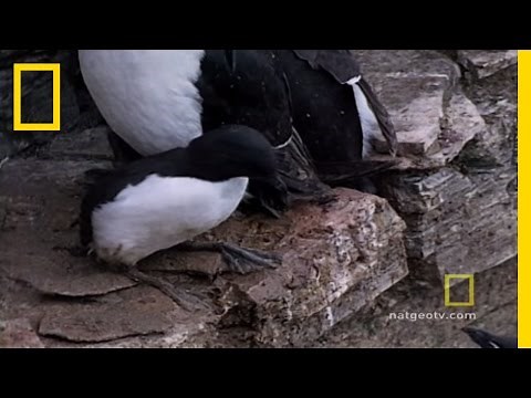 Cliff Jumping | National Geographic