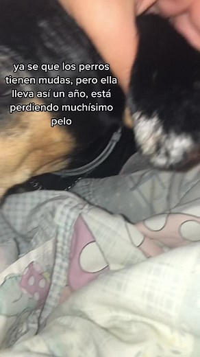 Grooming Tips for Reducing Dog Shedding