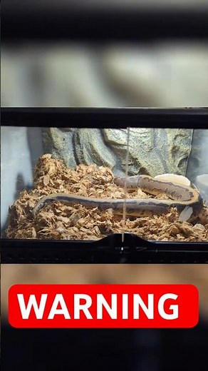 The Beautiful Ball Python 🐍 One of Nature’s Most Stunning Snakes!