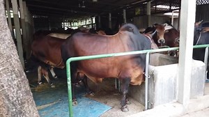 356K views · 717 shares | MaaShaAllah Our Collection for Eid 2019. Keep us in your prayers. 2 No Dhakeswari Bazar, Godenail, Shiddhirganj, Narayanganj. (Opposit to Dhonkonda Masjid) Manager: Mr. Samad 01728454227 ‭01970020180‬ Google Map: https://goo.gl/maps/FcDjLyDvLv22 | RK Agro Farm Limited | Facebook