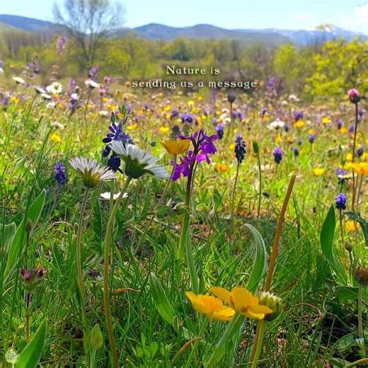 🌻˚˖⁠໋🌷͙֒✧ Nature is sending us a message... Healing Frequency of Spring in multicolor flowery meadow