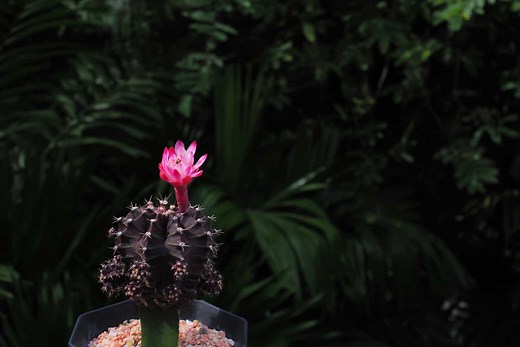 Why Is Your Cactus Turning Black? 7 Reasons & Solutions