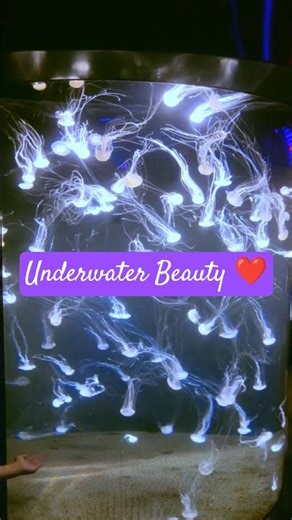 Soothing Jellyfish Video | Relax with Soft Music | Singapore SEA Aquarium