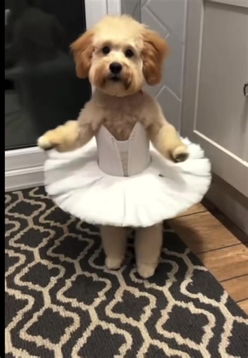 Tilly the Dancing Cockapoo: A Puppy Ballet Adventure