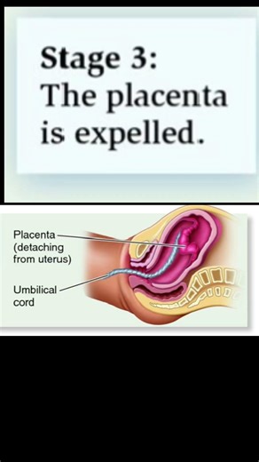 Childbirth Has 3 Stages—Here’s How It Works | From Contractions to Birth: Labor Stages Fast