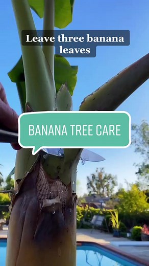 Garden with Ashley on TikTok