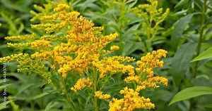 A close-up view of the yellow inflorescence of a perennial plant called solidago gigantea.