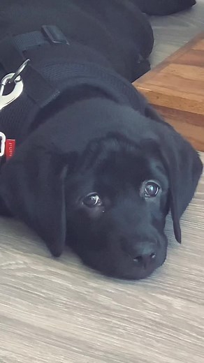 Adorable Lab Dog with Expressive Puppy Eyes