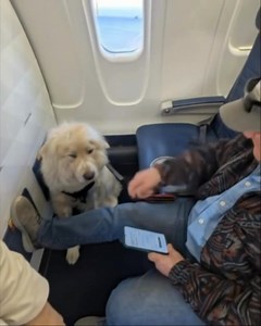 HE WOULDN’T TALK TO ANYONE ON THE PLANE—BUT THEN MY SERVICE DOG SAT NEXT TO HIM It was supposed to be just another flight. I boarded early because of Max—my service dog. He’s trained for anxiety, but honestly, sometimes I think he reads emotions better than most people ever could. We had our usual spot by the window, bulkhead row, more space for him to curl up by my feet. The older man took the aisle seat right after us. He nodded politely, but didn’t speak. Not a word. Just kept his head down, 