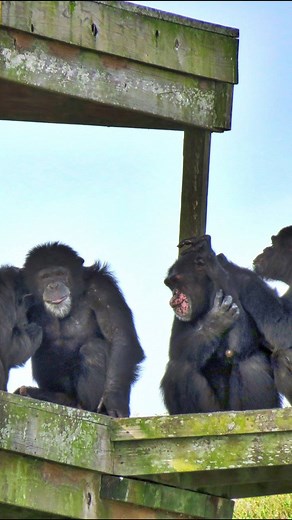 3.7K views · 127 reactions |  Happy World Environment Day from our 150-acre sanctuary!  We celebrate the incredible biodiversity that calls our sanctuary home. 曆 | Save the Chimps, Inc. | Facebook