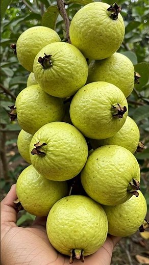 🌱Guava Gardening 101: How to Grow Guava from Scratch #fruittree #homegardening