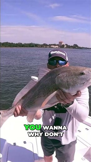 Redfish Secrets: Mastering the Tide for HUGE Catches! #shorts