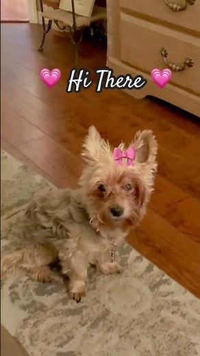 Yorkie Sitting 🌸 Pretty 😍 Breesy💖 #shorts #yt #ytshorts #laufey #love #shortvideo #yorkie #breesy