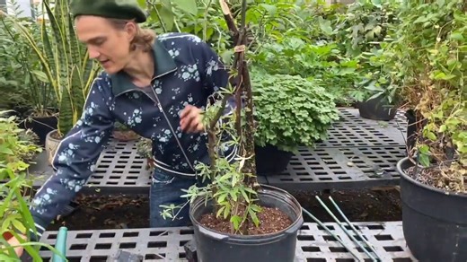 Climbing plants: Adding climbers to your garden or containers