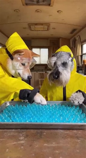 Explosive Recipe Fun with Walter Woof and Jesse Barkman