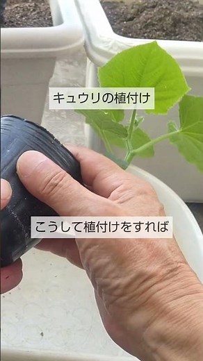 8/12【キュウリ】植付け こうして植付けをすれば 暑い夏でも元気に育って 秋には大量収穫が出来ます